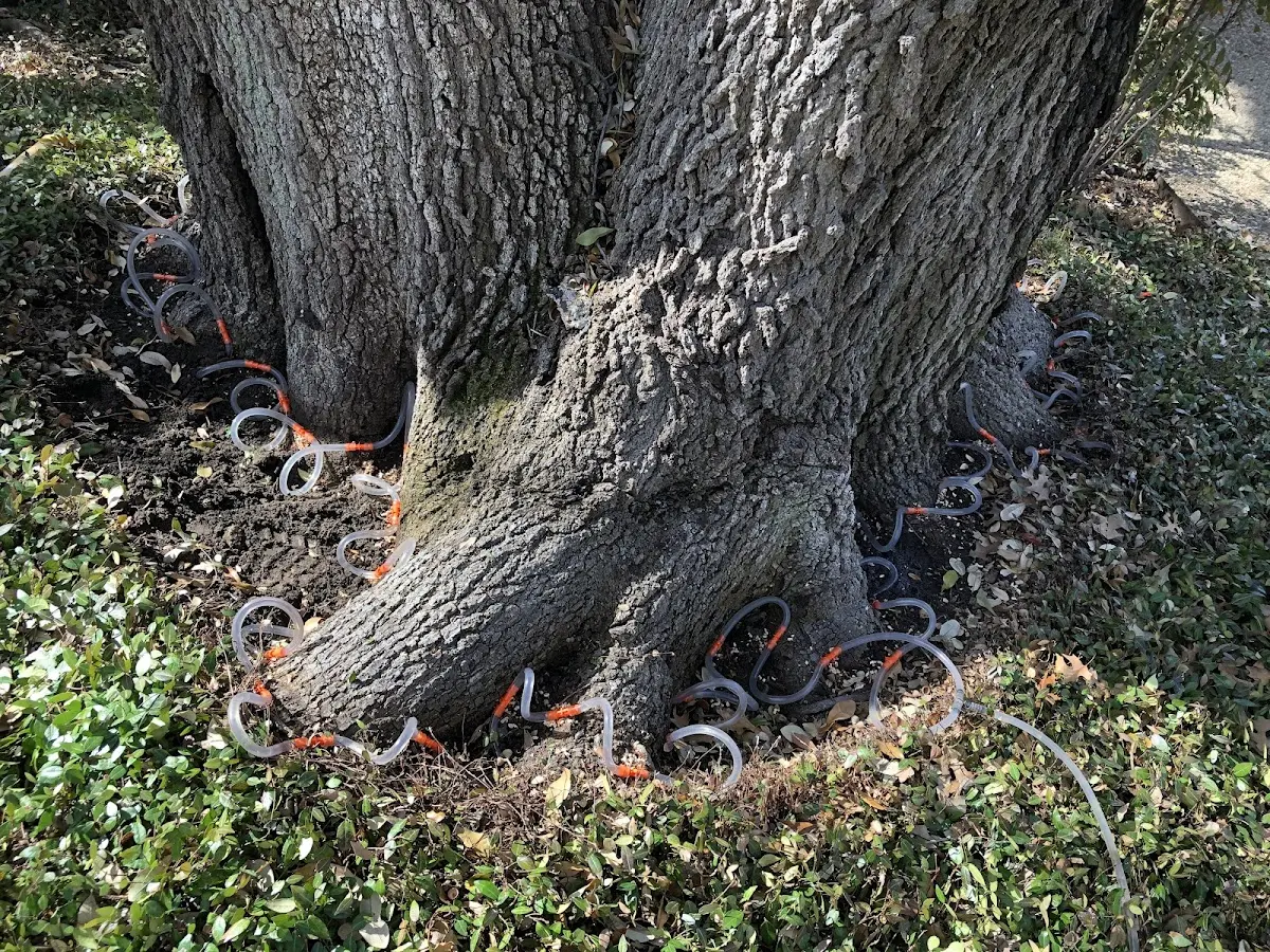 Detailed Tree Cabling and Bracing job site in London