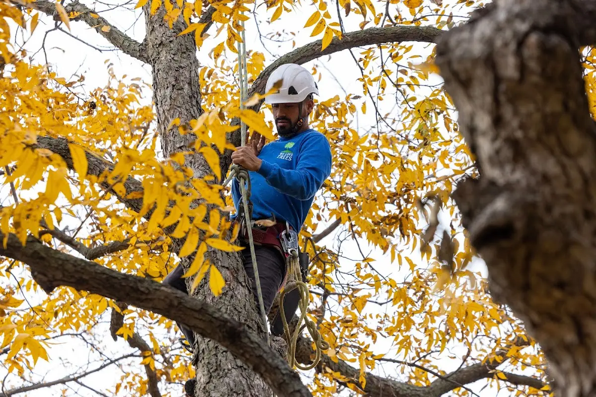 Skilled Tree Planing crew working in London
