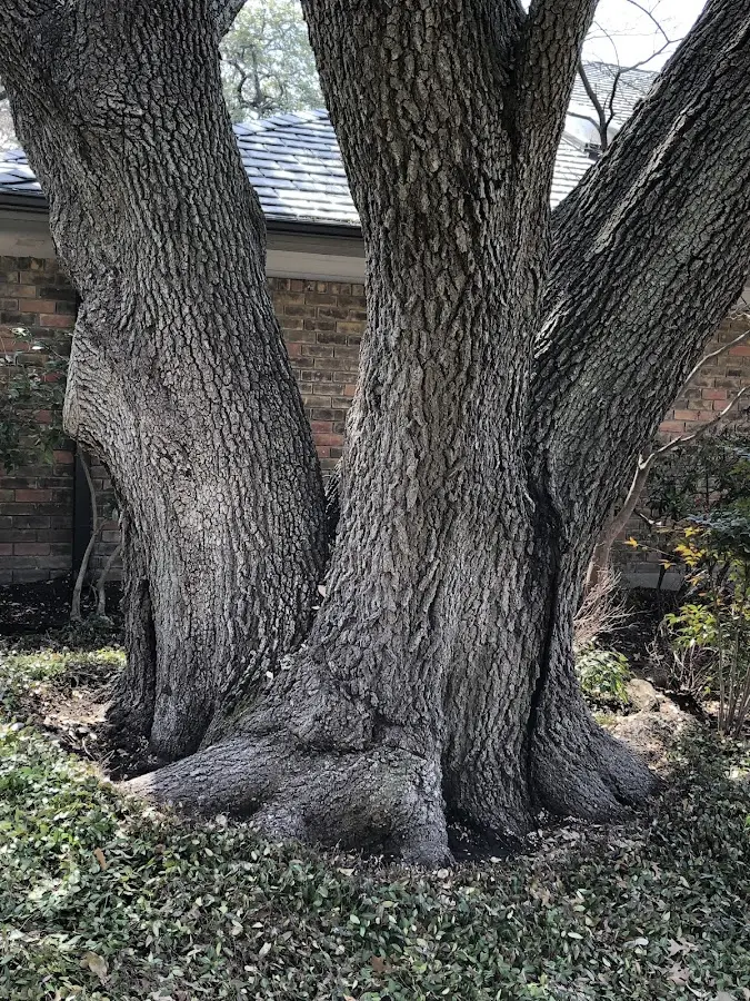 Mature heritage tree close to a London property cared for by certified arborists